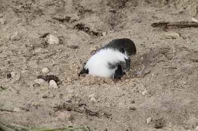 This is a Bonin Petrel stuck in the sand and rescued after the tsunami left Midway Atoll National Wildlife Refuge.