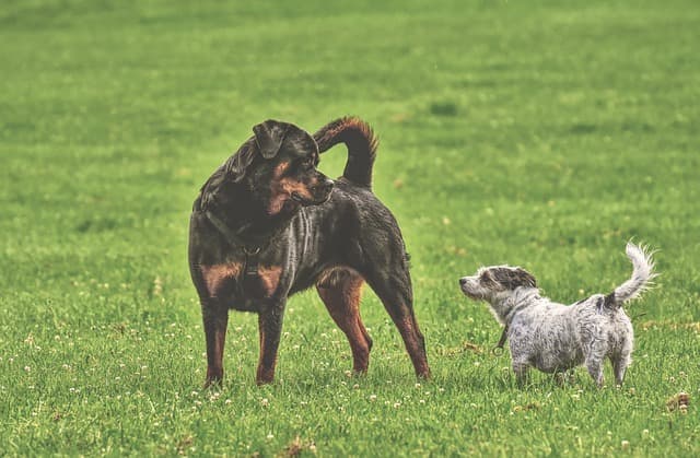 The AKC breed standard for the Rottweiler breed claims "an aggressive or belligerent attitude towards other dogs should not be faulted."