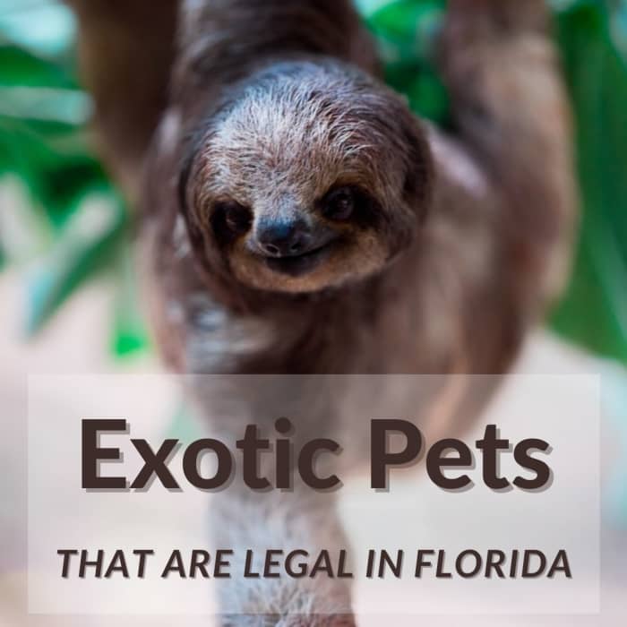 10-exotic-pets-that-are-legal-in-florida-pethelpful