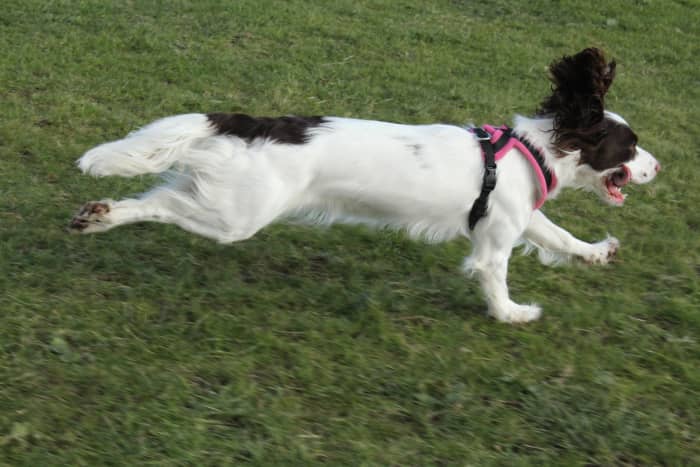 Hip Dysplasia is a condition that can limit a dog's ability to run and walk without pain.