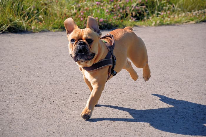 HD is life-limiting and it is important to seek veterinary advice if you think your dog has it.