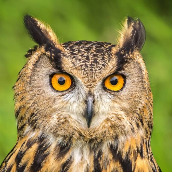 People who are interested in this species—or other owls—might want to consider practicing falconry techniques such as teaching them to fly freely and returning to their owner.