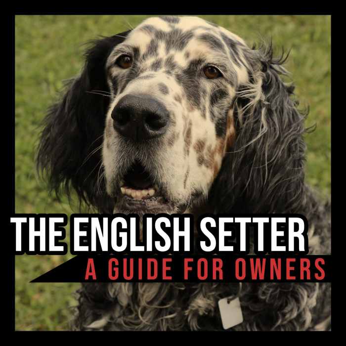The English Setter A Guide for Owners PetHelpful