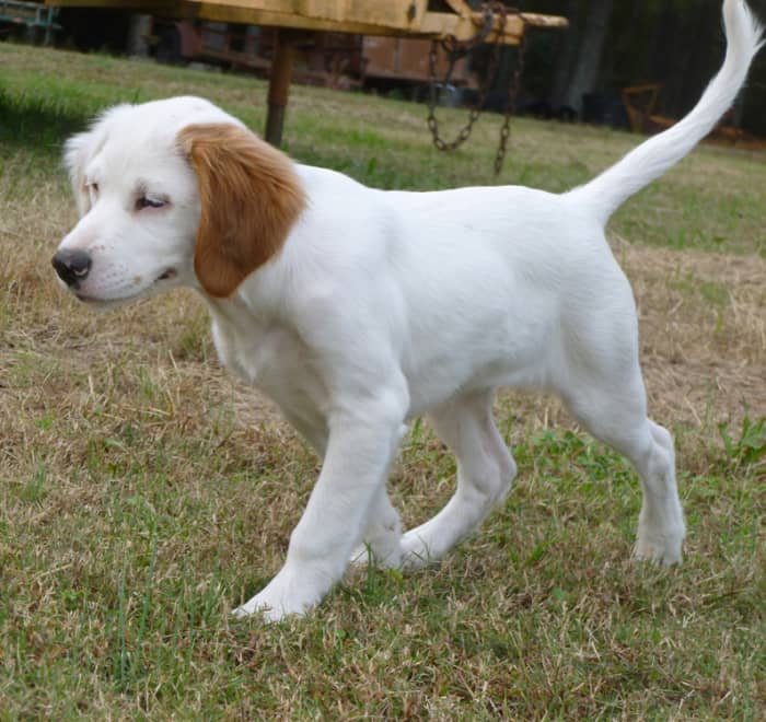 Pictured above is a tricolor English Setter puppy. At this stage of growth, the puppy's markings have not fully developed.