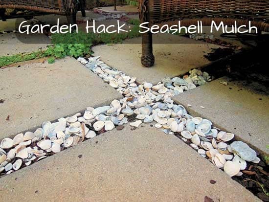 The perks of seashell mulch: (1) it takes a long time to decay, (2) it prevents the spread of weeds, (3) it adds calcium and other nutrients into your garden, (4) it's inexpensive, (5) it gives off beach vibes