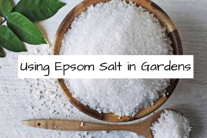 Use epsom salt in your garden for plants that crave more magnesium. Check your magnesium levels in your garden before you start using.