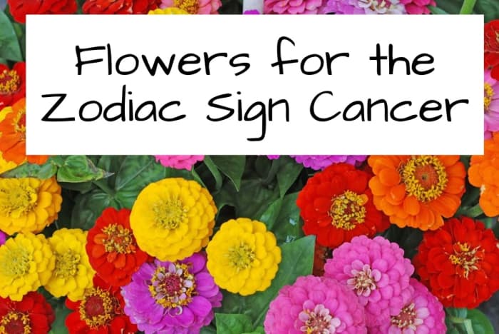 Cancer is open to a variety of flowers from anemones to zinnias. The rose is sometimes used as a symbol for the Cancer: it's romantic, flush with color, and comes with thorns.