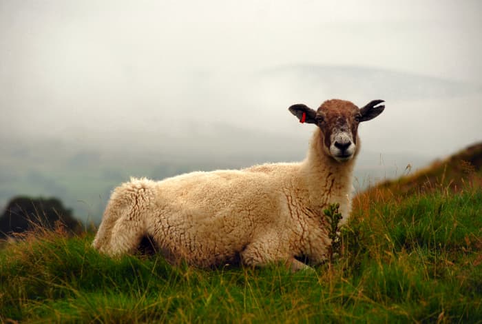 Notice the sheep tagged identifying that it belongs to someone