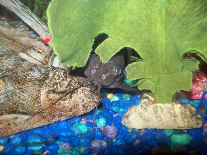 This is "Synodontis eupterus," also known as the featherfin squeaker, peeking out from behind a fake plant.