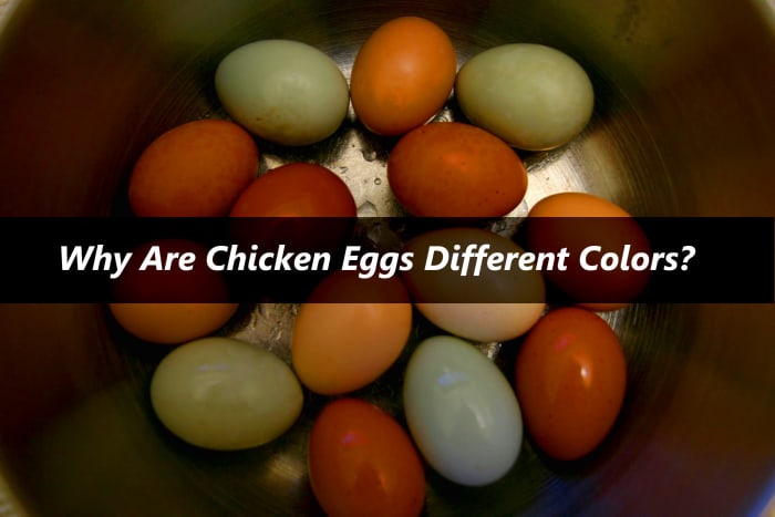 Куры могут нести яйца самых разных цветов, в зависимости от их породы.