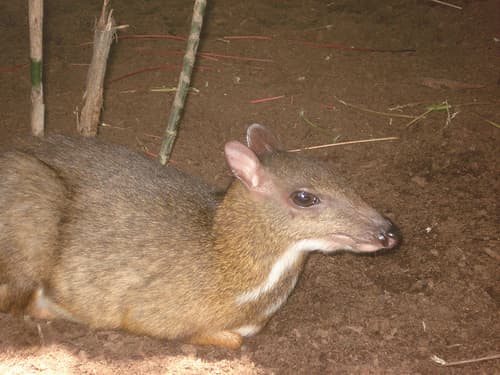 The Mousedeer is also known as the Chevrotain and locally in Malaysia as the Kancil. The Mousedeer plays an important part in Malay folklore.