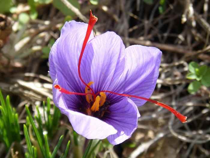 Saffron in the wild before capture.
