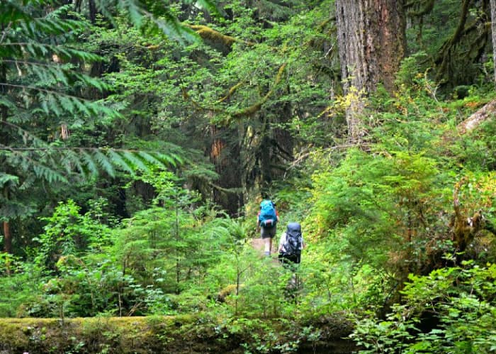 Olympic National Park is rain one of the most diverse national parks in the world, with ancient forests and a rugged coastline.