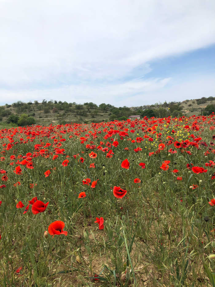 A girl named Poppy is seen as wild and free like a field of these flowers.