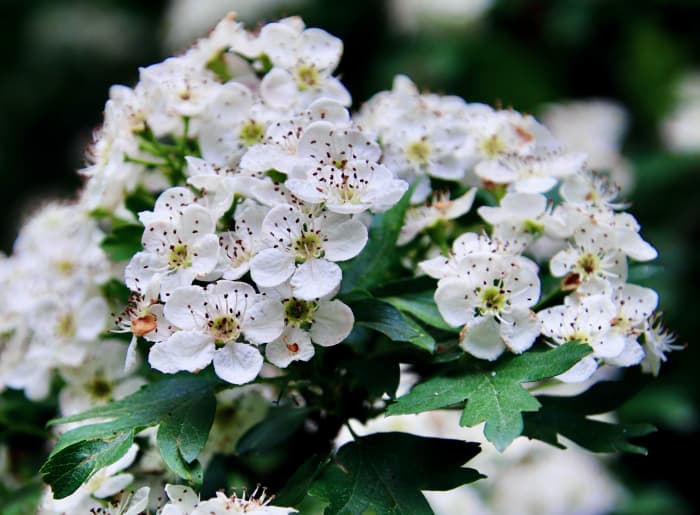 The name Hawthorn is like the shrub itself: an amalgamation of toughness and daintiness.
