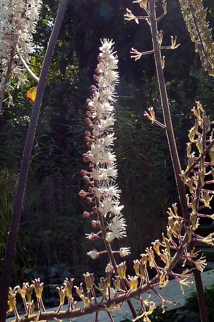 Benefits, Uses, and Side Effects of Black Cohosh RemedyGrove