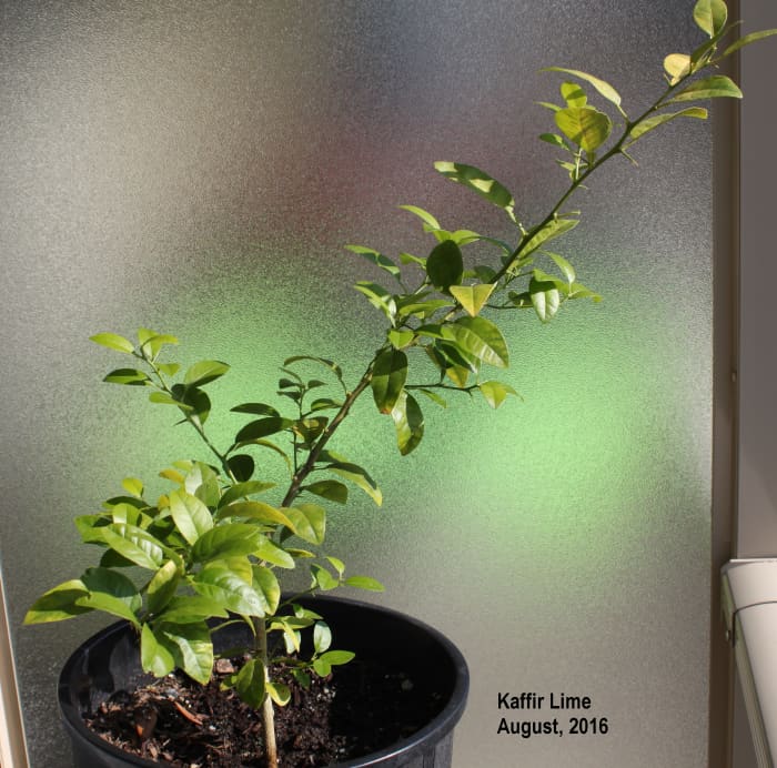 My lime is enjoying its brief summer of outdoor sun, and it appears to have decided that it's not in Thailand any more. The plant has put out multiple branches and secondary leaves...I think it's decided to be a bush instead of a tree...