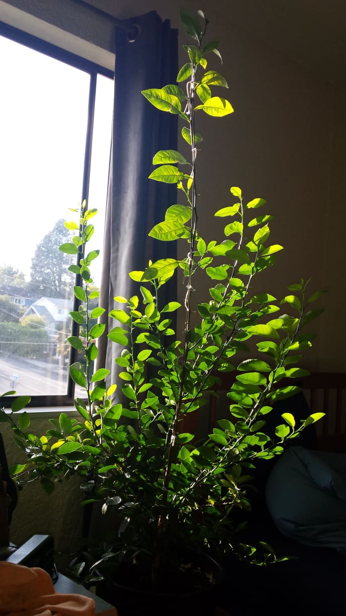 Sunshine and fresh air obviously appealed to my lime...growth has been strong, and resulted in a lot of secondary trunks (I don't know what else to call them.