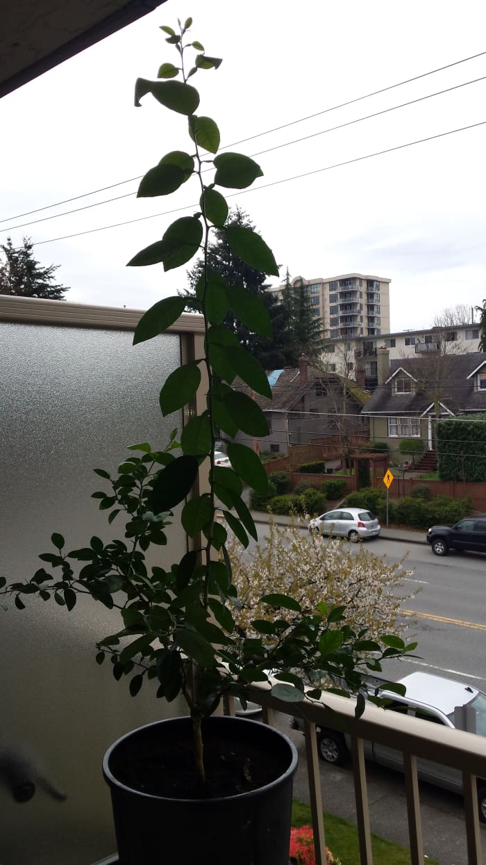 April, 2017: Two years, eight months after sprouting, my original Thai Kaffir Lime is nearly four feet high.