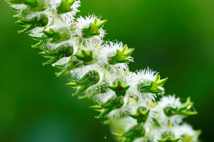 Beautiful sesame blossoms