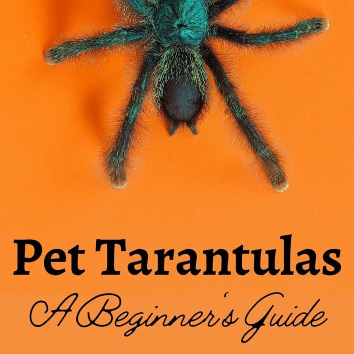 Spiders As Pets A Beginners Guide To Tarantula Keeping PetHelpful