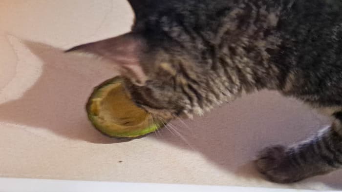 Winnie, the avocado-loving cat. This isn’t the best picture, but do you know how hard it is to take a picture with one hand while using the other to keep the cat out of the guacamole?