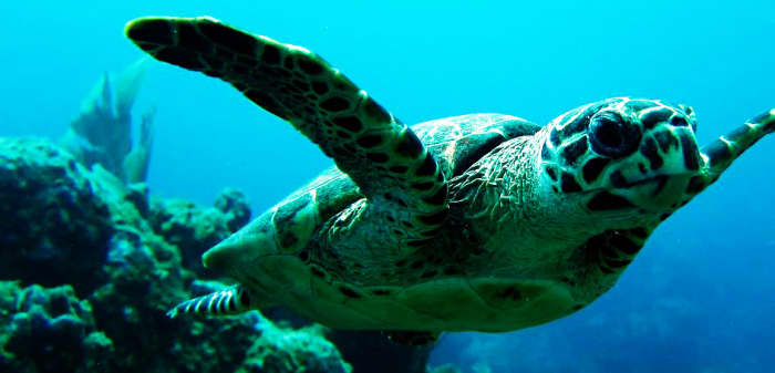 Hawskbill Turtle photographed during a dive off Ginger Island, British Virgin Islands