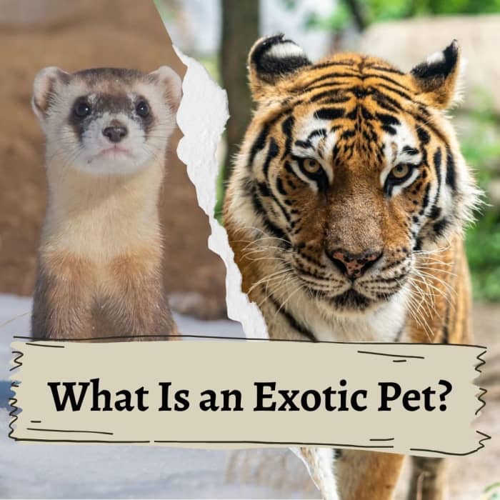 Why do people keep exotic pets