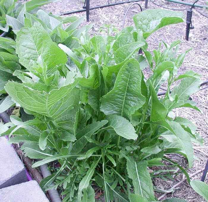 Horseradish Plants, Roots, and Sauce Facts and Benefits Delishably