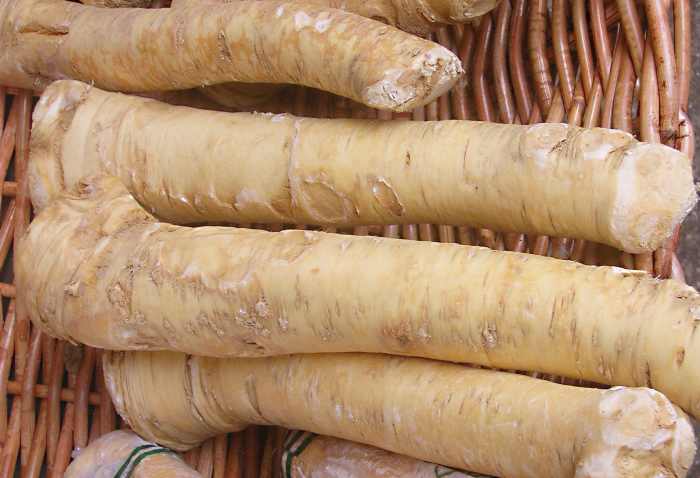 Horseradish root