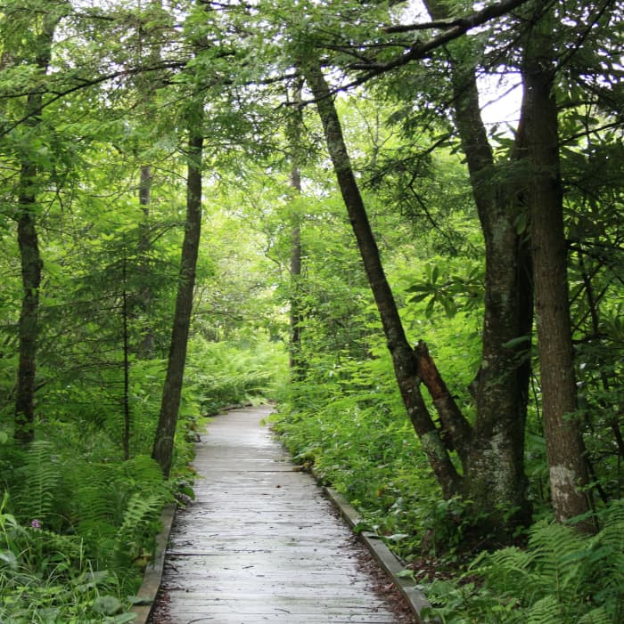 Visiting Cranberry Glades, WV - HubPages