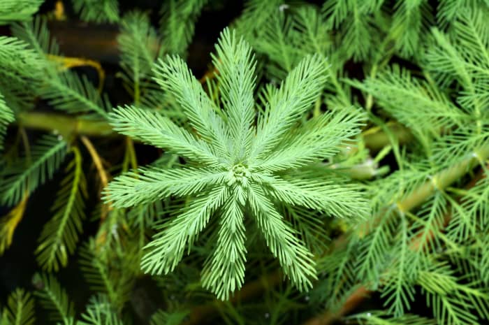 Water milfoil (also known as parrot's feather)