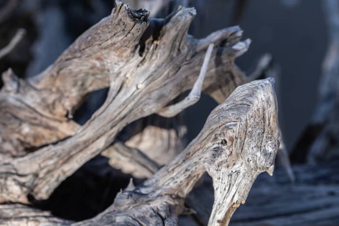 Please note that you will need to buy your driftwood from a pet store to ensure that it is clean and safe for your tank.