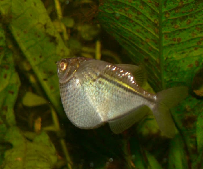 Silver hatchetfish