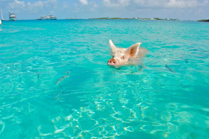 Pigs don't fly in The Bahamas. But they do swim! Even pigs can't resist those inviting turquoise blue waters.