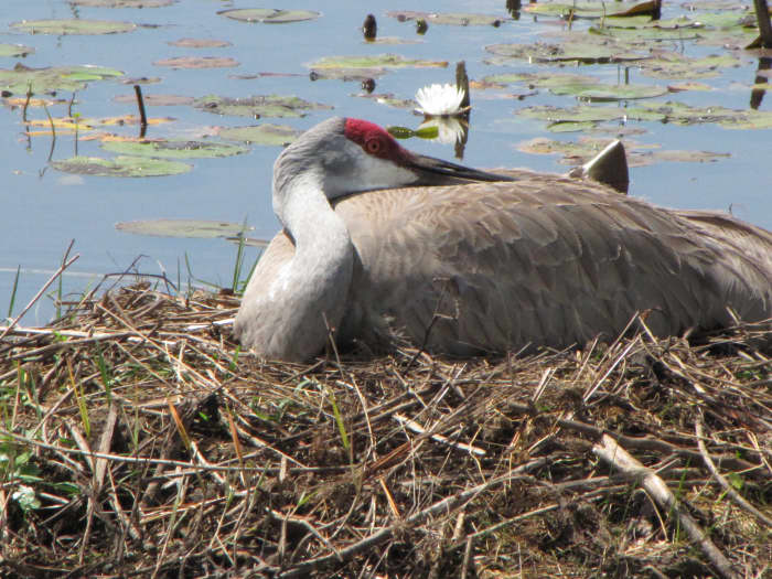 This nest is on a small island in a drainage ditch. The parents take turns sitting on the eggs which gives the other crane a chance to go forage for food.
