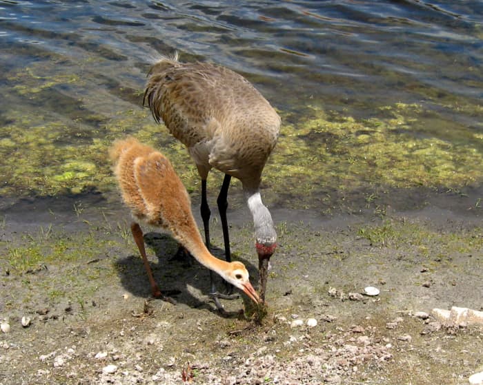 The parents teach the chicks to hunt for food but also feed them over a long period of time as they are growing.