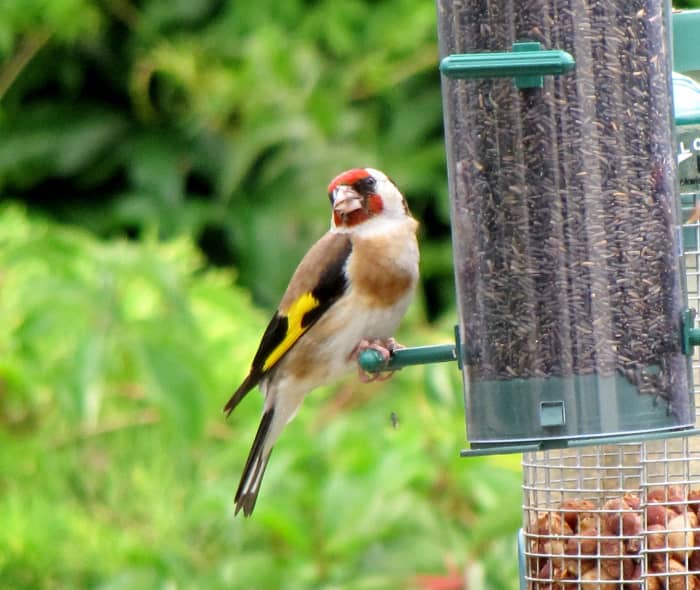 Goldfinch on a garden bird feeder.