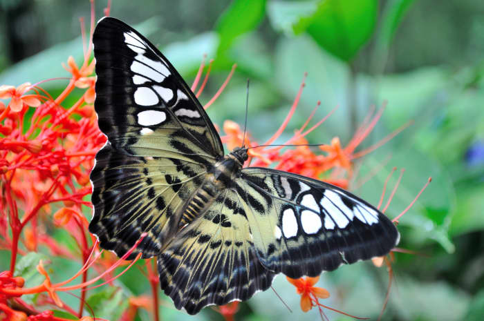 Butterflies are among the wildlife you can attract to your garden.