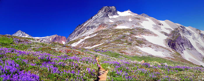 Wild flowers and Sahale Peak. Taken while hiking up the Sahale Arm in the North Cascades, Washington, US.