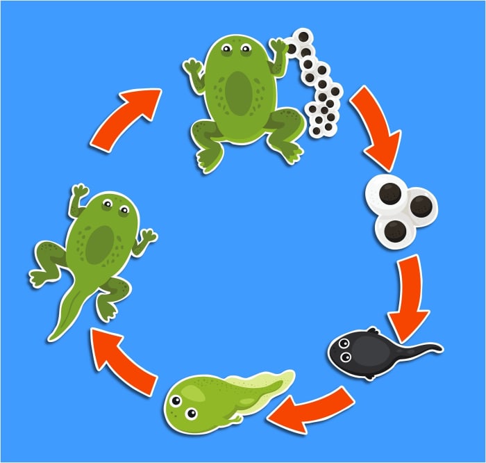Frog Unit Study: Hopping to Learn - HubPages