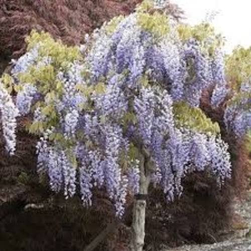 There is no more beautiful sight than a Wisteria Tree in full bloom. During the month of May, the tree is fully covered in purplish-blue flowers.