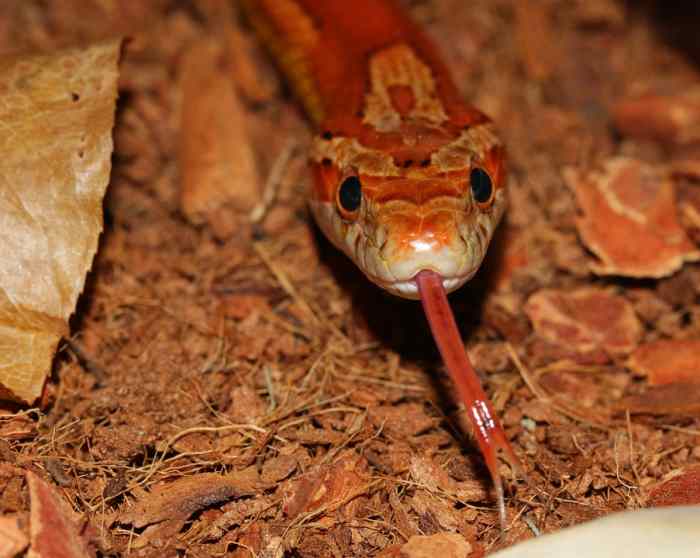 Top 5 Beginner-Friendly Pet Snakes (According to Vets)