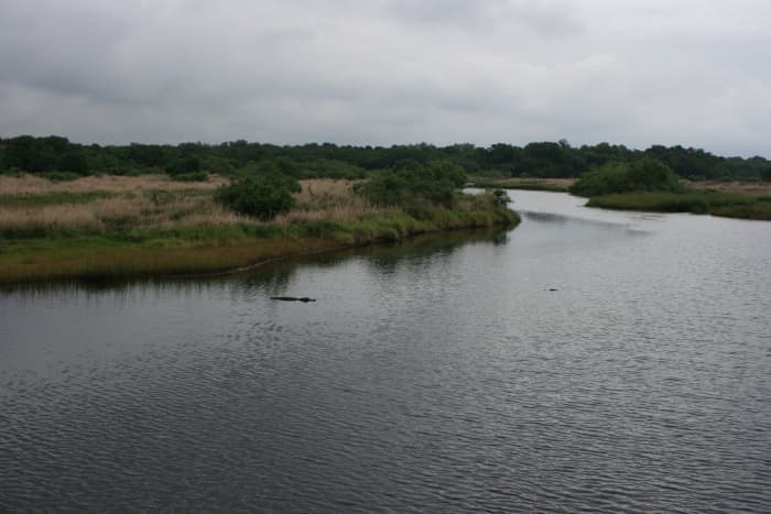 The Myakka River meandering through Myakka River State Park. Notice the Florida natives lurking in the water.