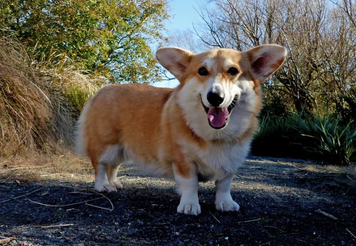 Welsh Corgis are small but protective, and their sturdy frame allows them to play with children safely.