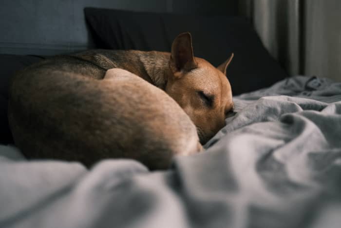 What to Do When Your Dog Dies at Home - PetHelpful