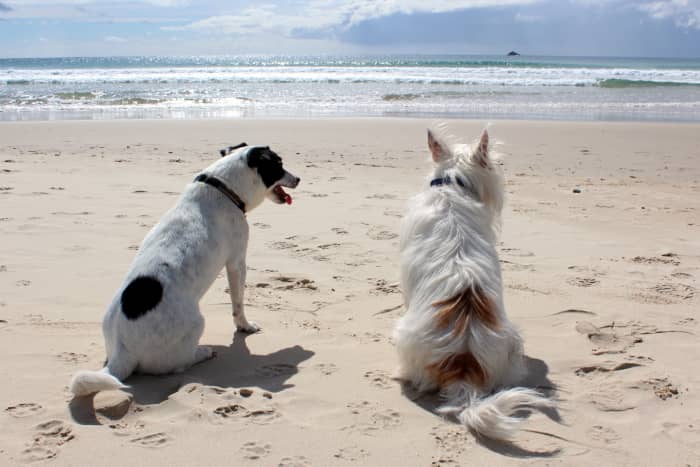 Prostate problems are found in unneutered male dogs, but are usually not life threatening