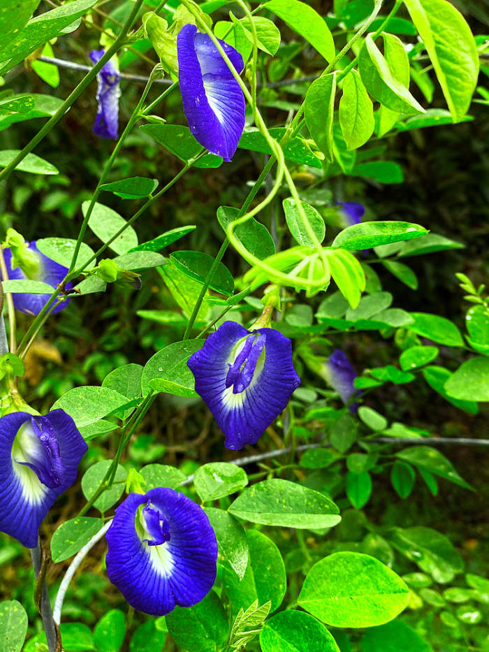 Blue butterfly pea is also called Asian pigeonwings, blue bell vine, or Darwin pea.
