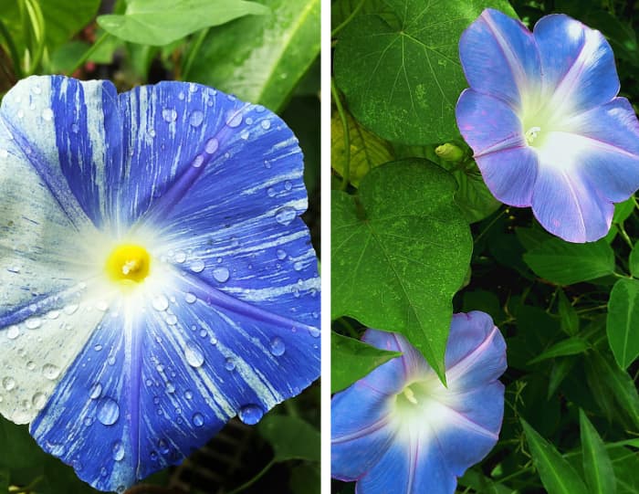 A few glorious blue morning glory varieties.
