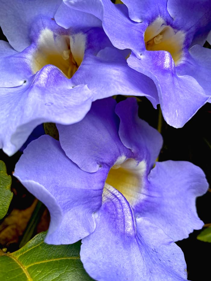 5 Easy-to-Grow Tropical Vines With Dazzling Blue Flowers - Dengarden
